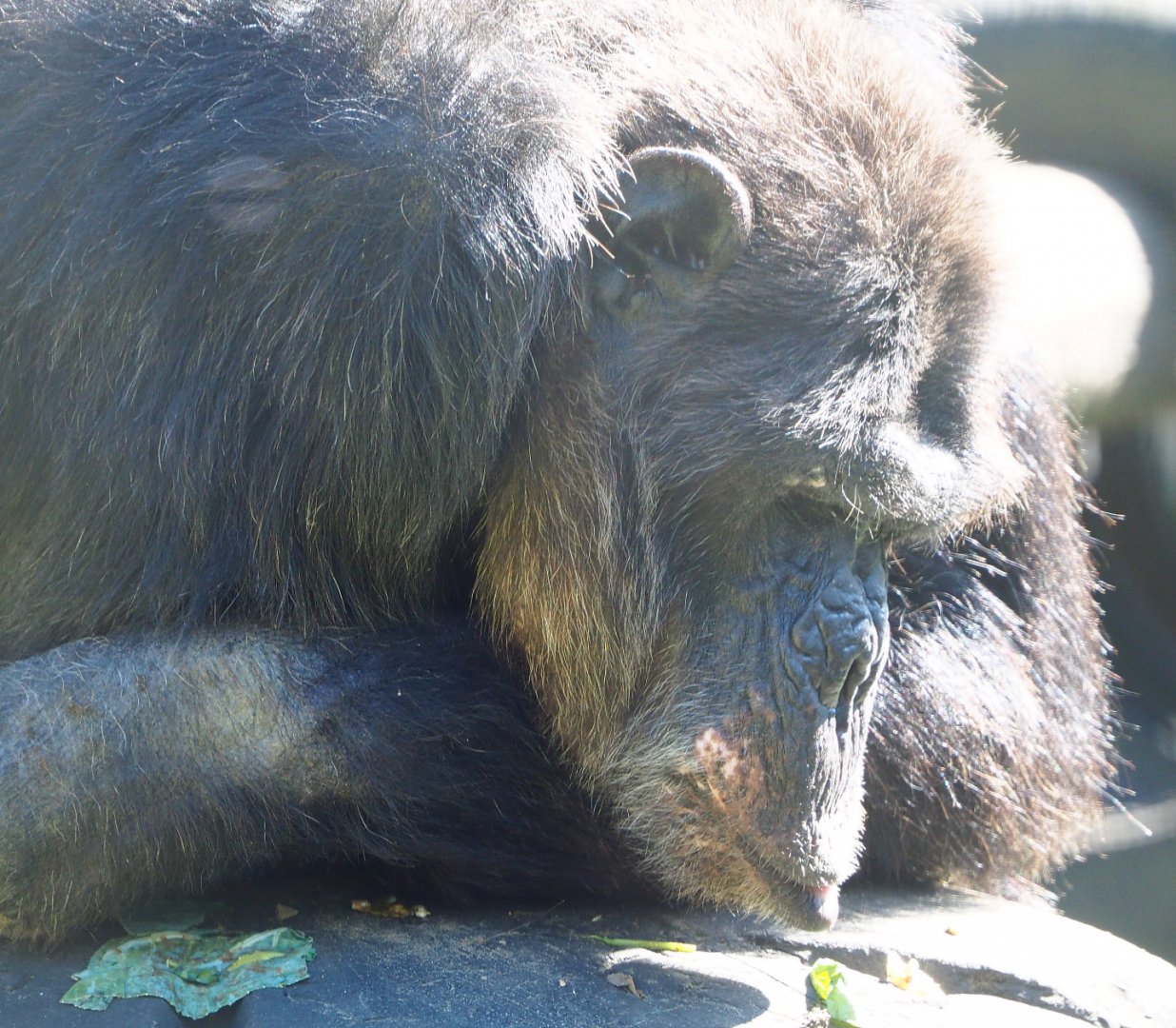 Eastern chimpanzee (Pan troglodytes schweinfurthii), 2020-06-20