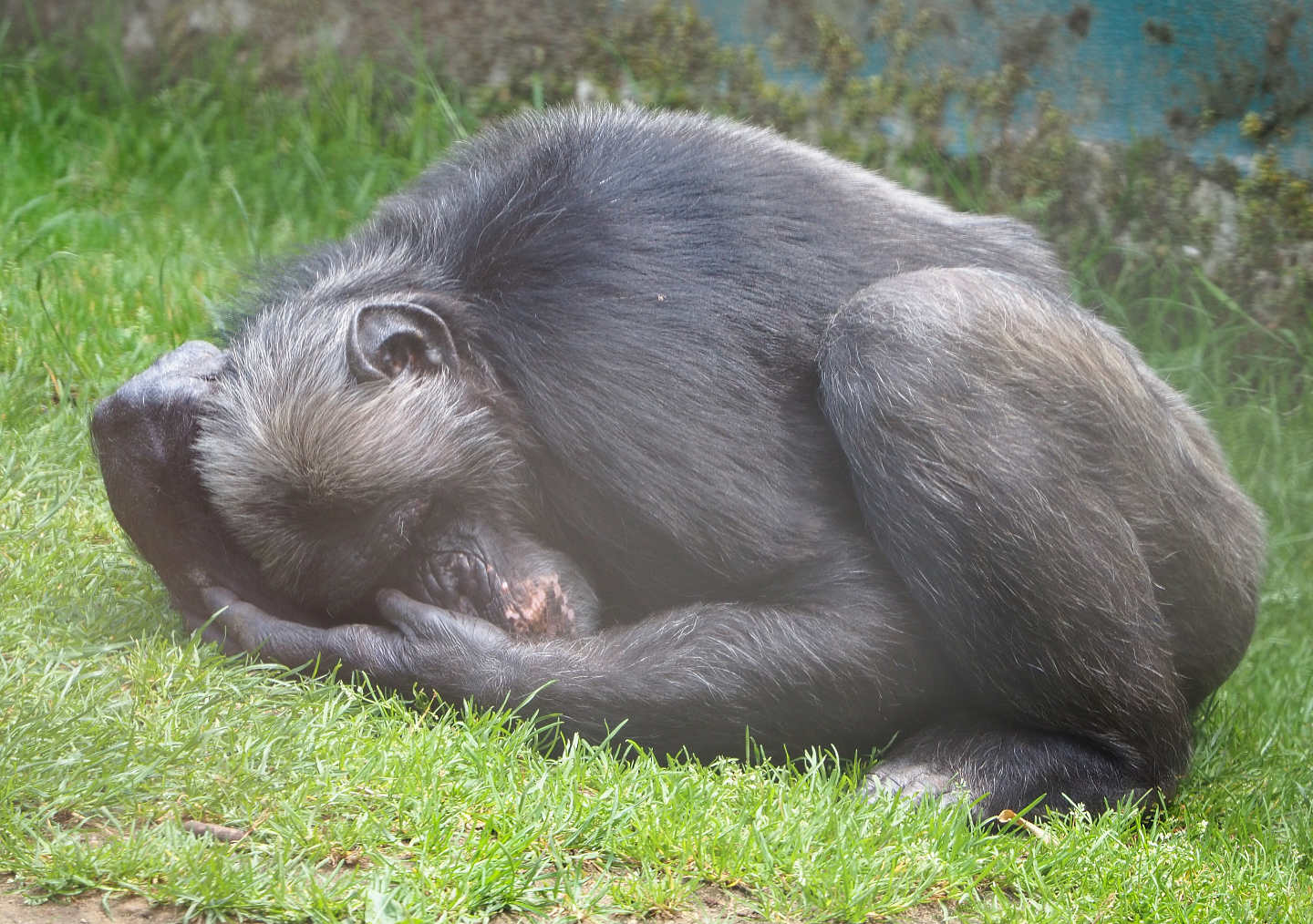 Eastern chimpanzee (Pan troglodytes schweinfurthii), 2020-06-20