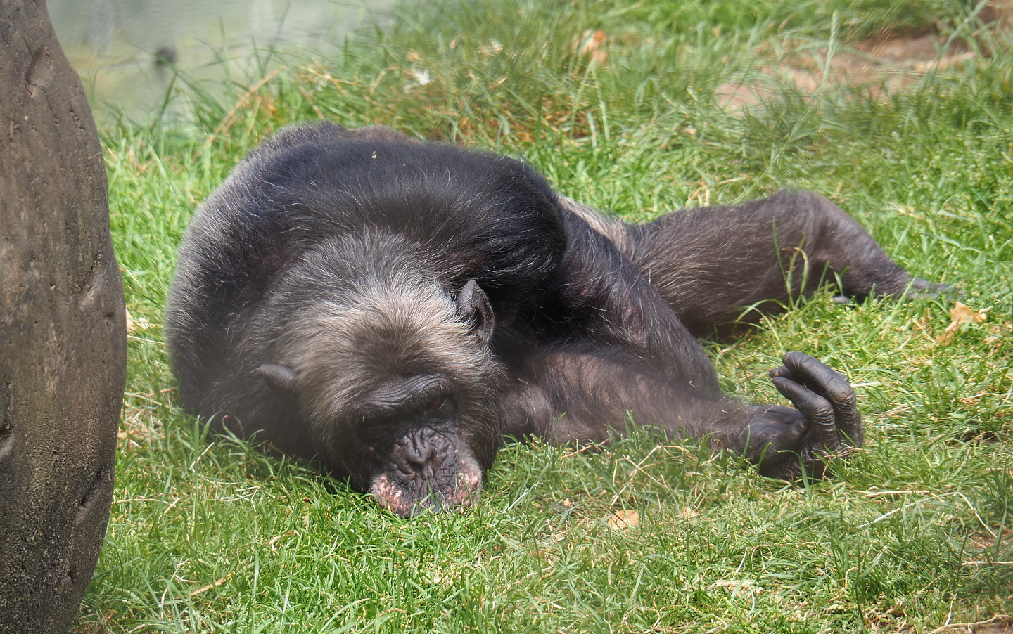 Eastern chimpanzee (Pan troglodytes schweinfurthii), 2021-06-15