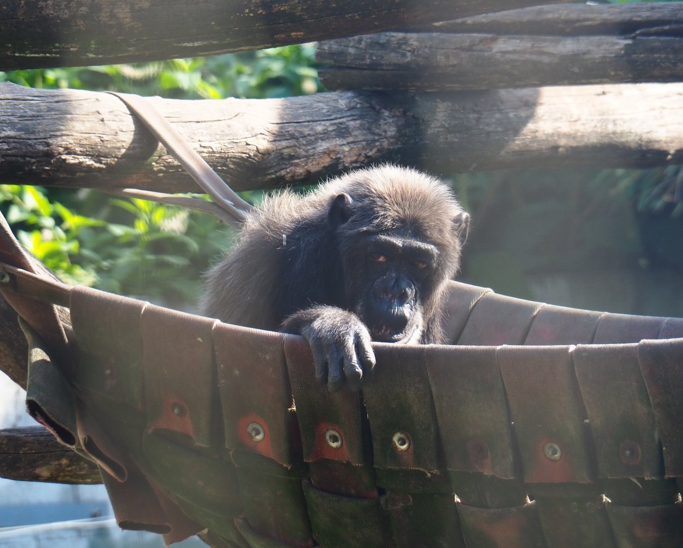 Eastern chimpanzee (Pan troglodytes schweinfurthii) in firehose hammock, 2019-06-01