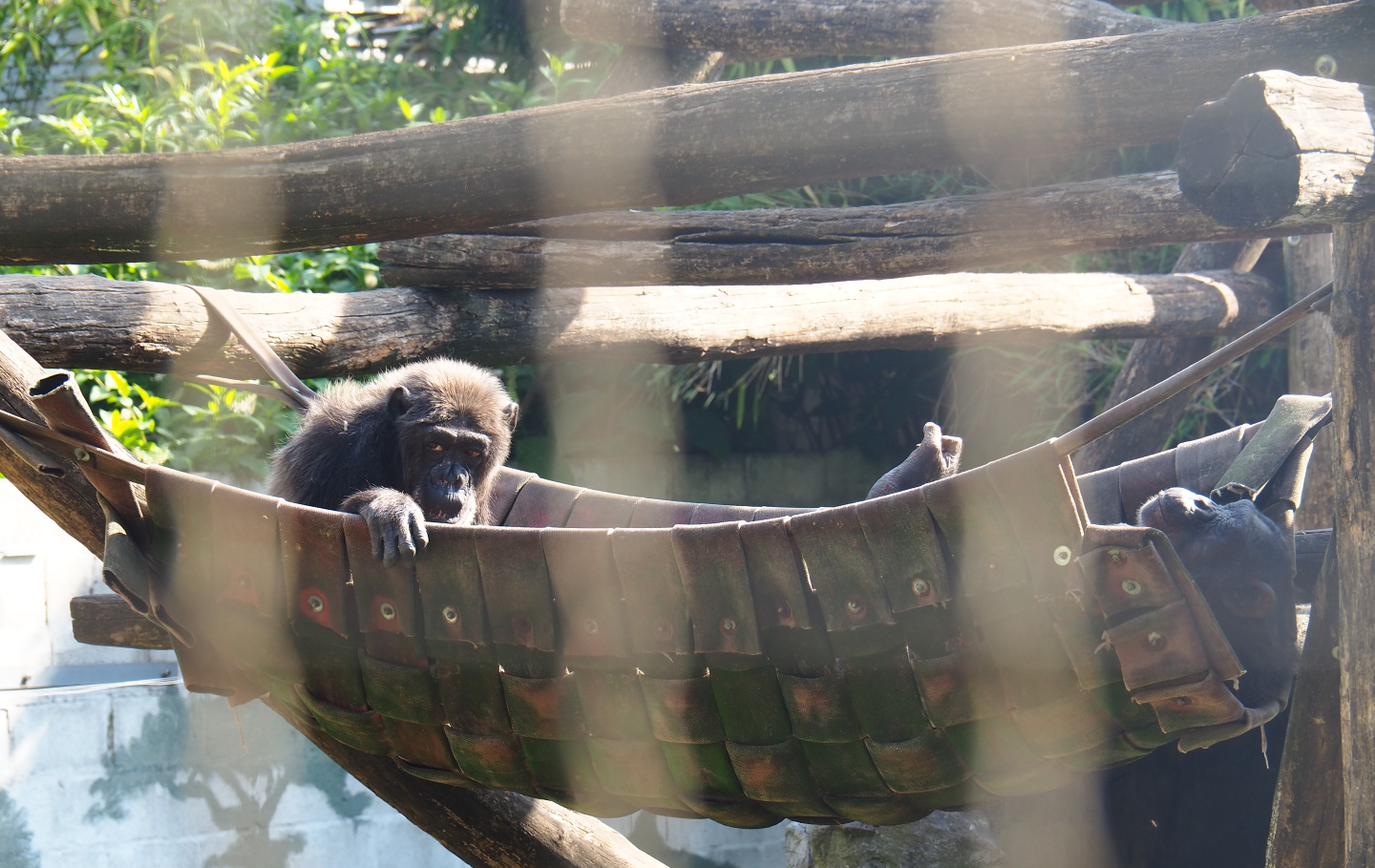 Eastern chimpanzees (Pan troglodytes schweinfurthii) in firehose hammock, 2019-06-01