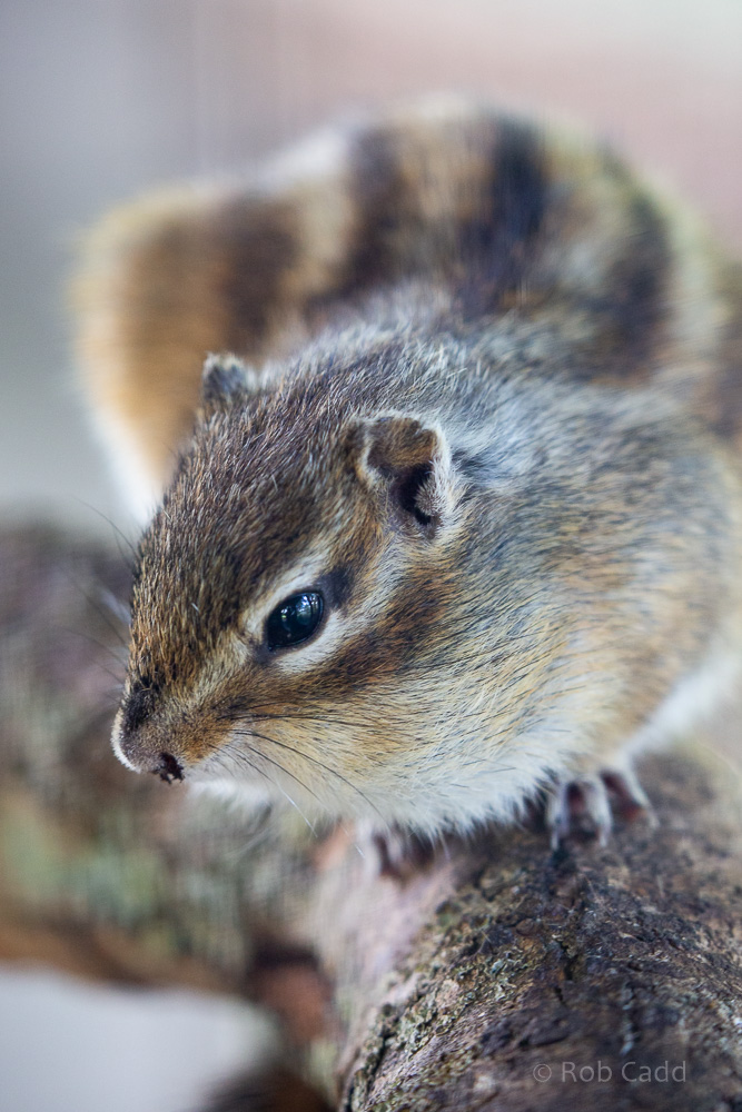 Eastern chipmunk : Hamerton : 14 Jul 2019
