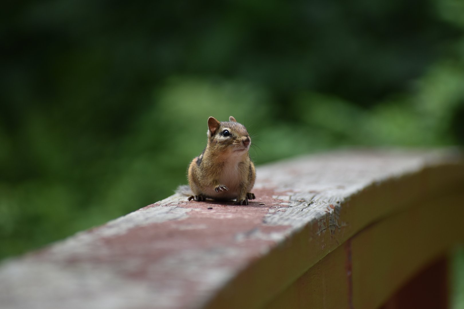 Eastern Chipmunk ~ Horn Pond, Massachusetts