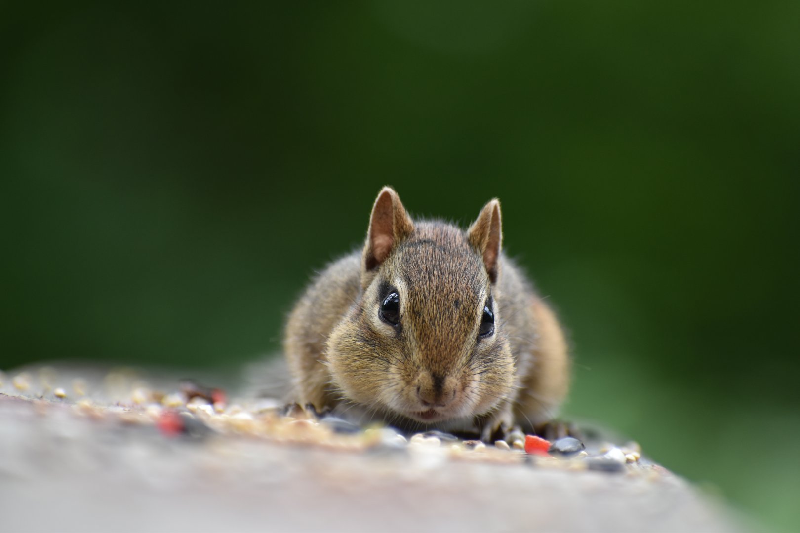 Eastern Chipmunk ~ Horn Pond, Massachusetts