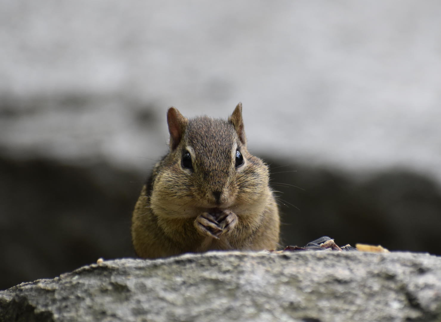 Eastern Chipmunk ~ Horn Pond, Massachusetts