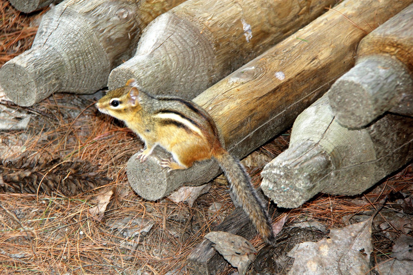 Eastern chipmunk (Tamias striatus) wild