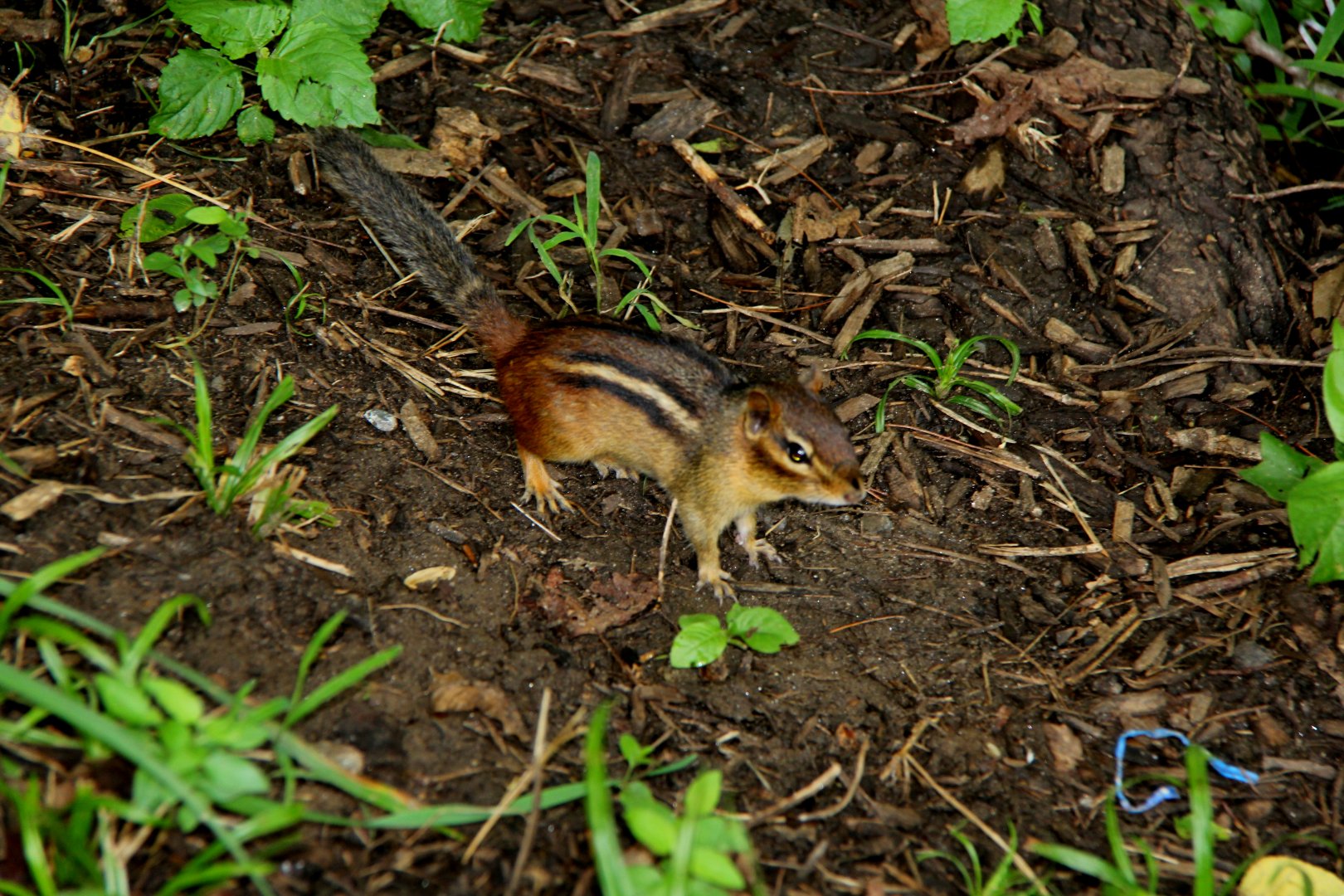 eastern chipmunk (Tamias striatus)