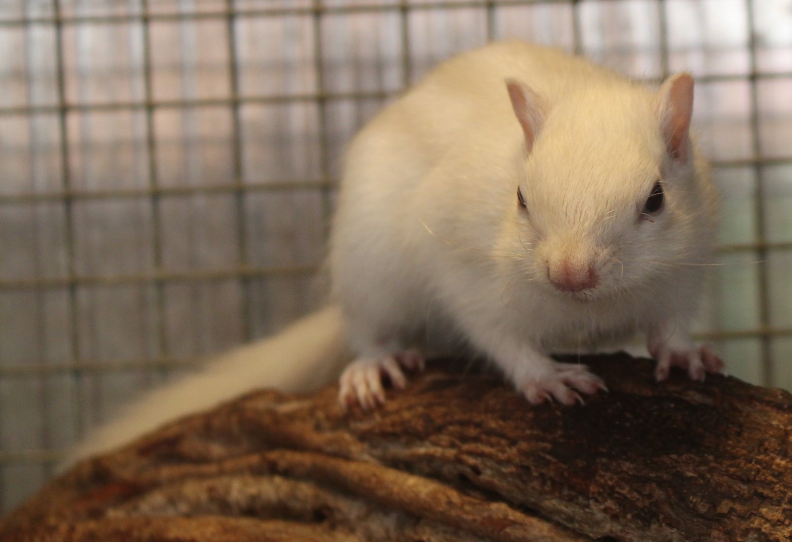 Eastern chipmunk - Tamias striatus