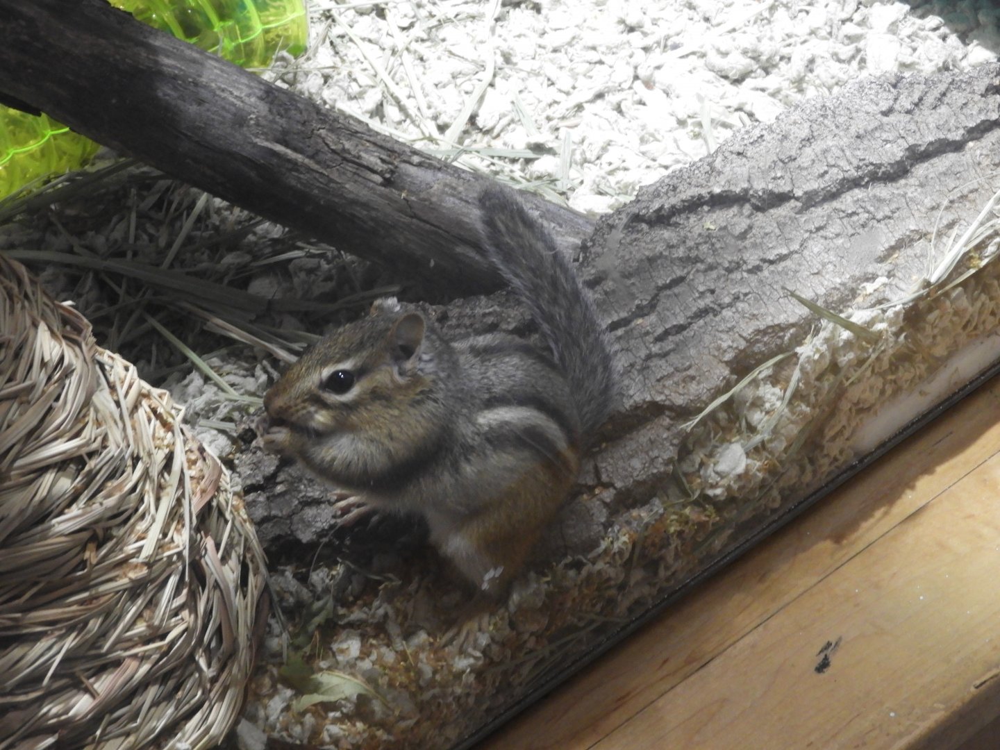 Eastern Chipmunk (Tamias striatus)