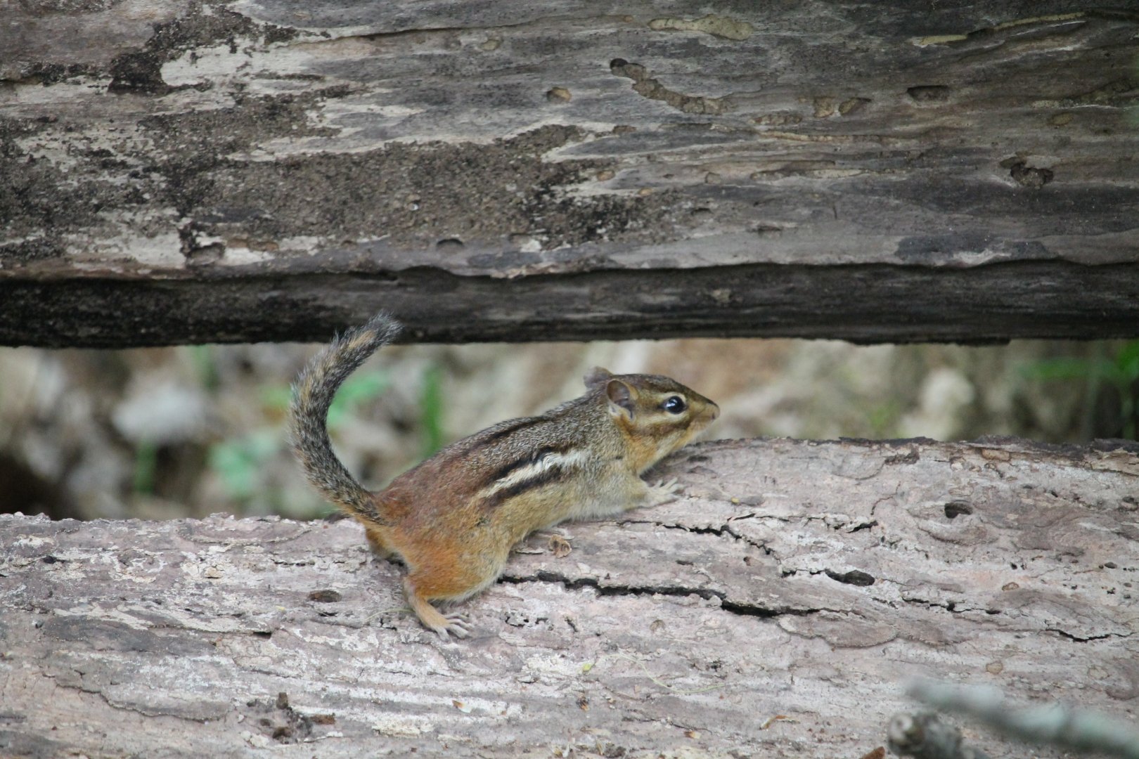 Eastern Chipmunk (Tamias striatus)