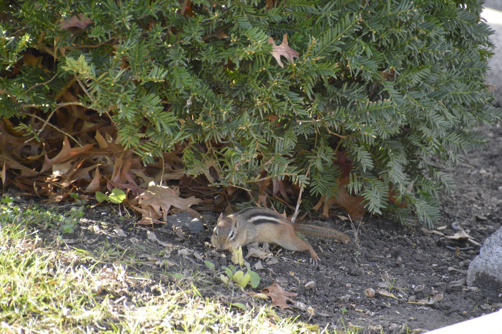 Eastern Chipmunk (wild) 031215