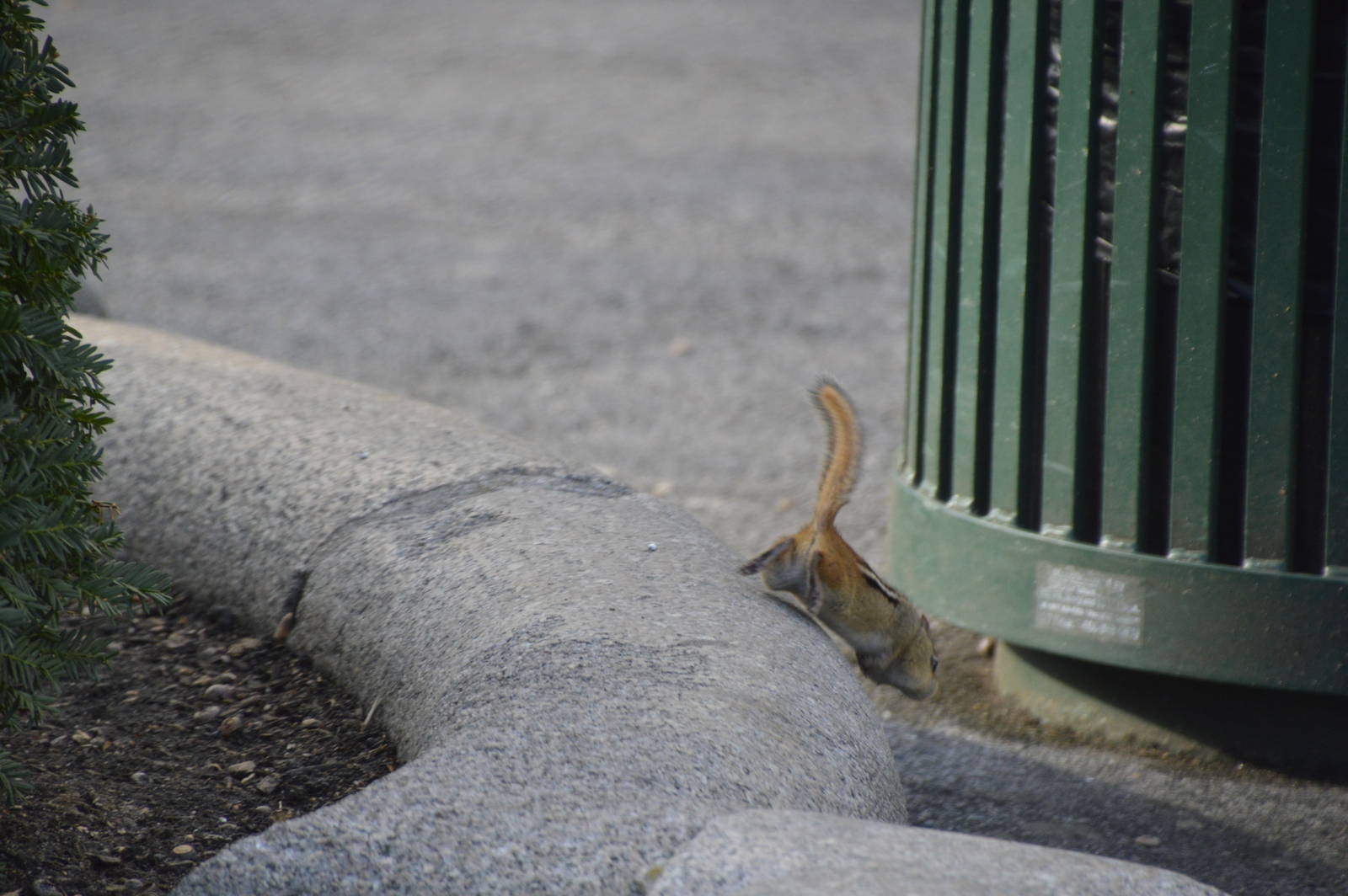 Eastern Chipmunk (wild) 031215