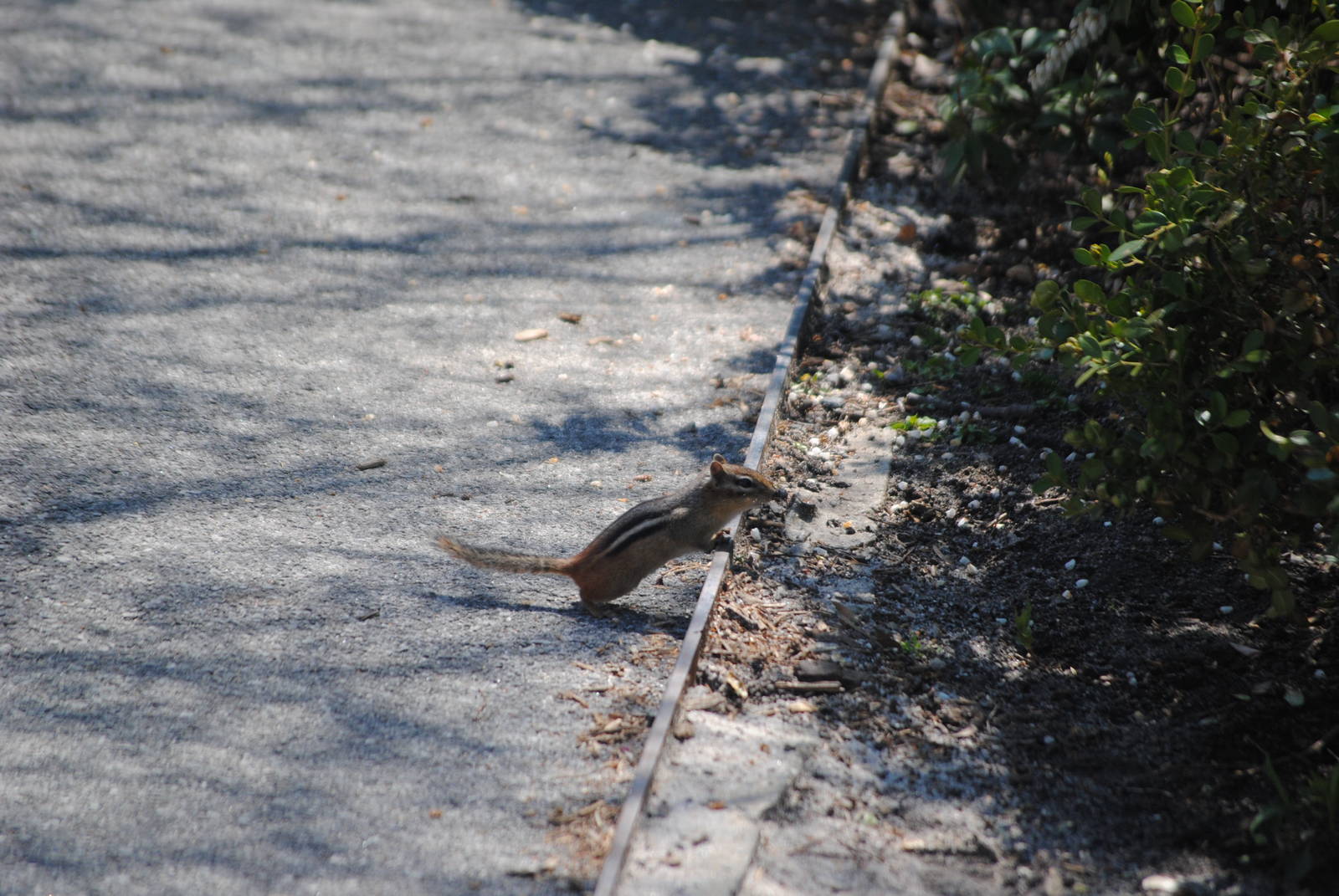 Eastern Chipmunk