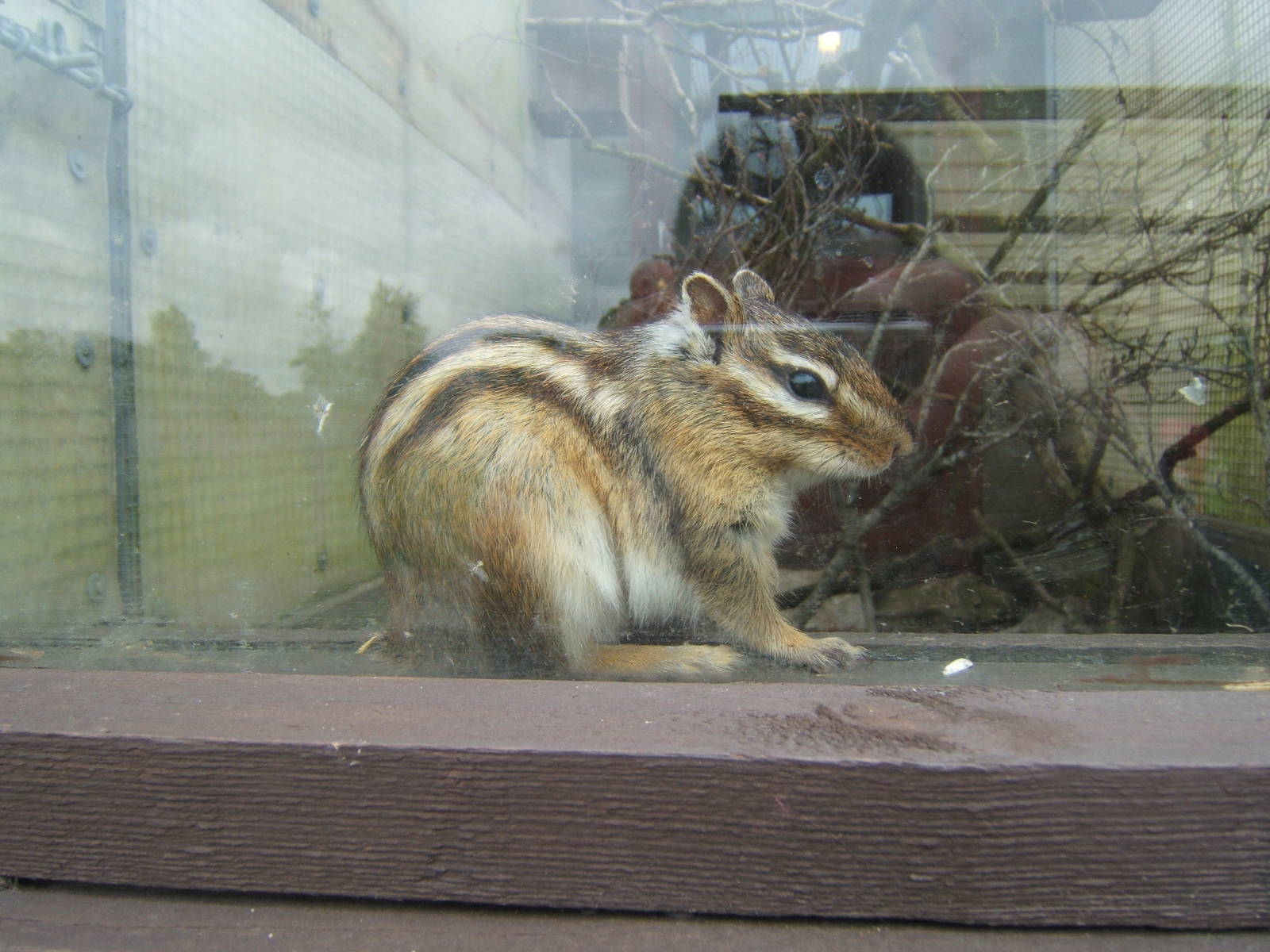 Eastern Chipmunk