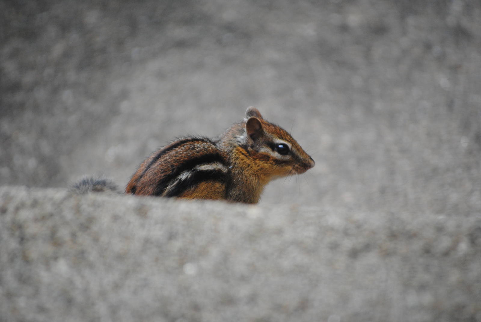 Eastern Chipmunk