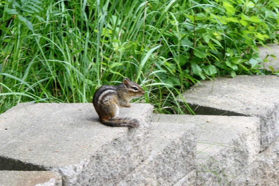 Eastern Chipmunk