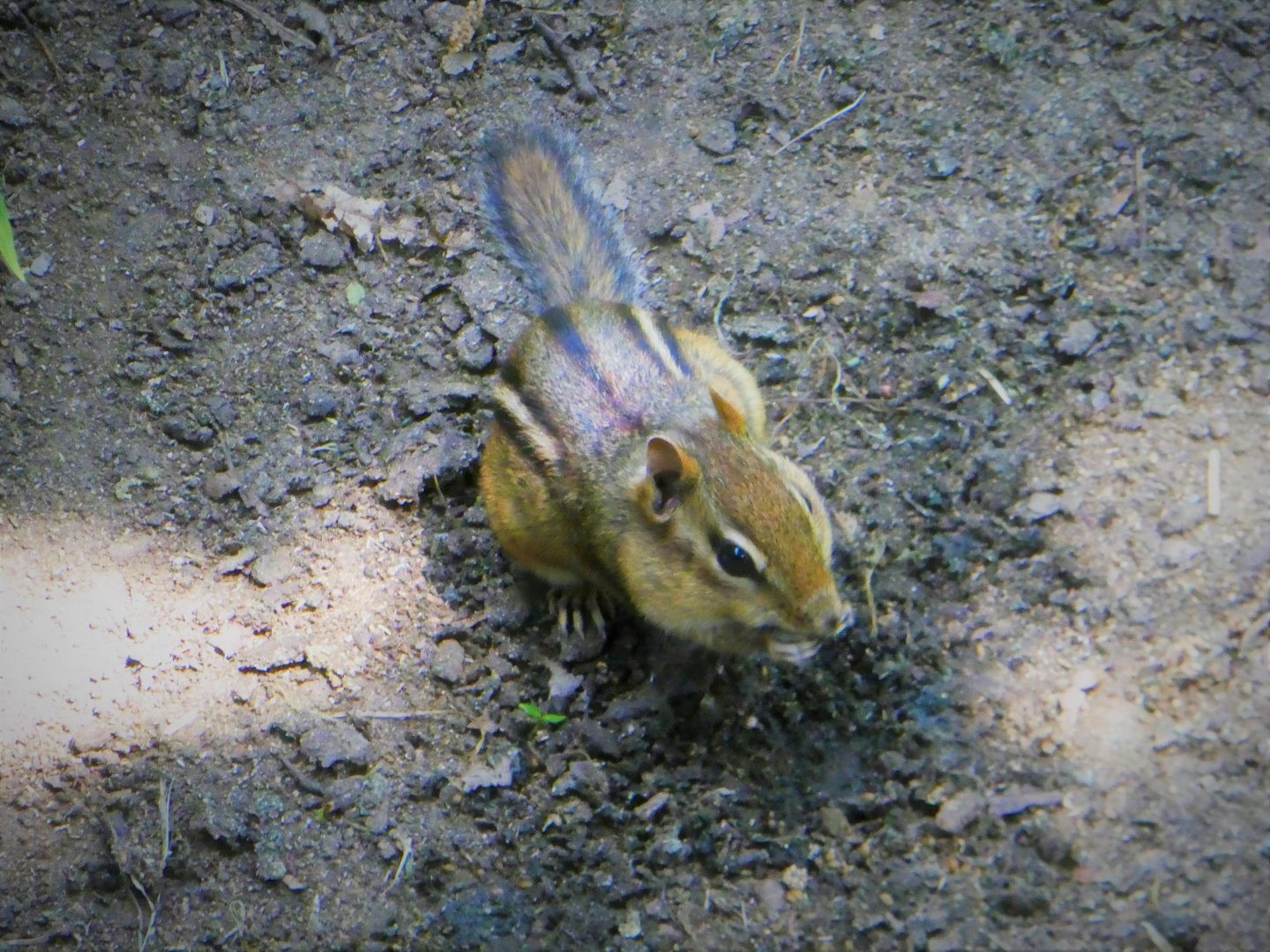 Eastern Chipmunk