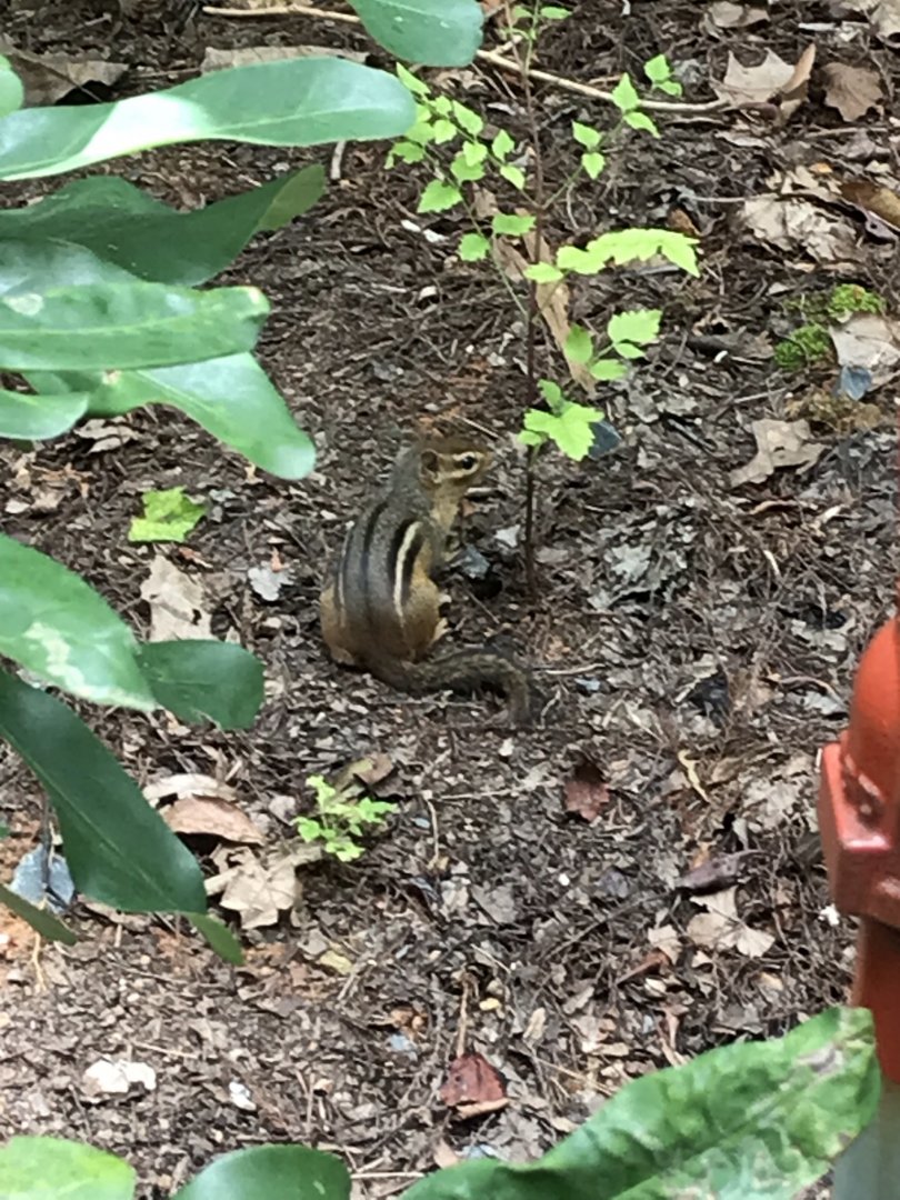 Eastern Chipmunk