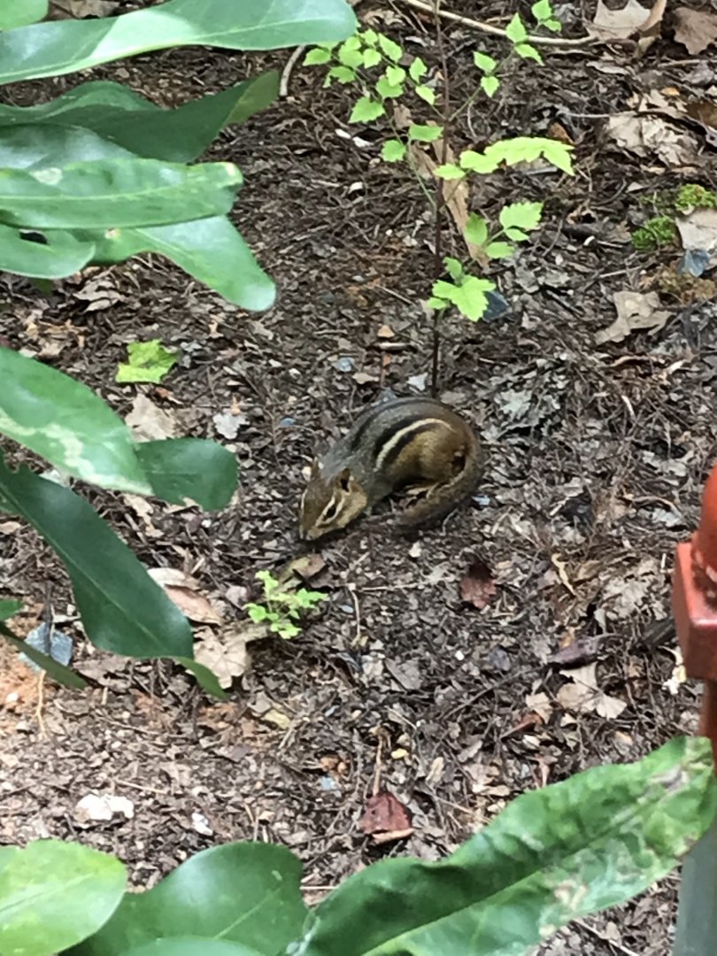 Eastern Chipmunk