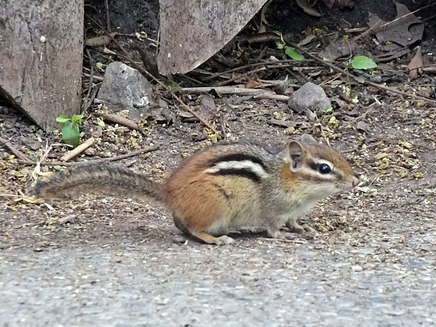 Eastern chipmunk