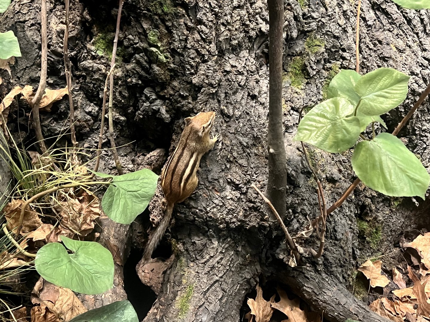 Eastern Chipmunk