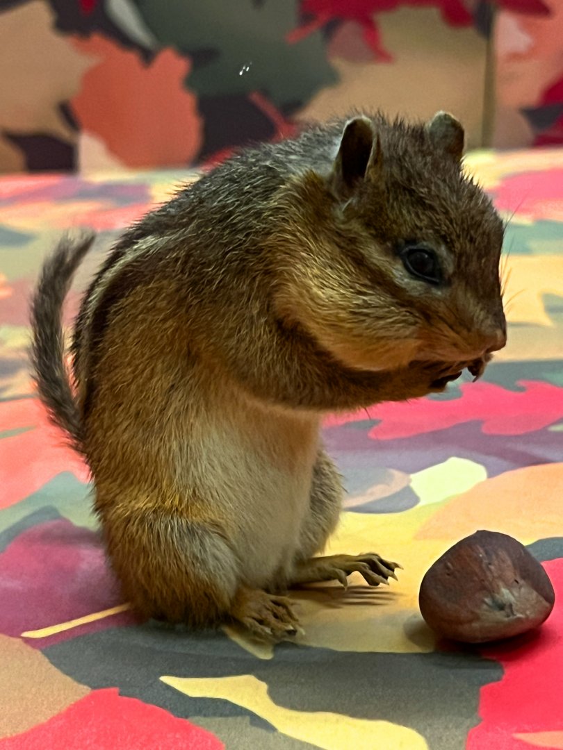 Eastern Chipmunk