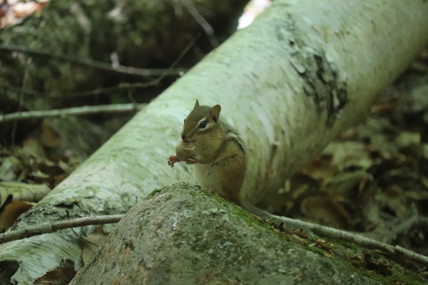 Eastern Chipmunk