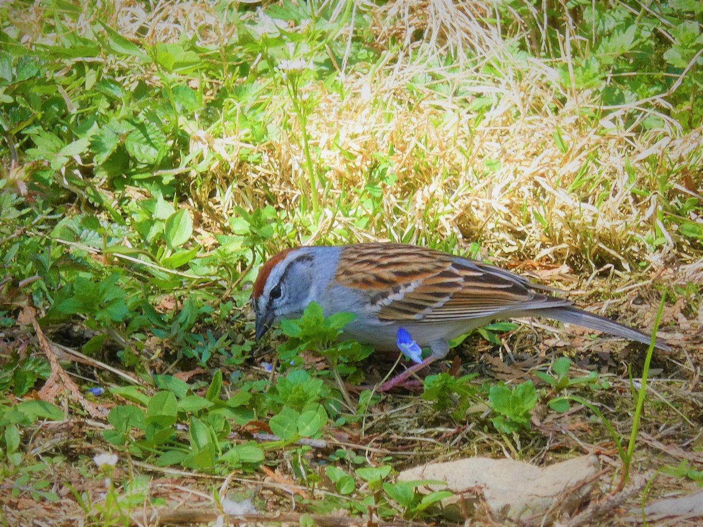 Eastern Chipping Sparrow