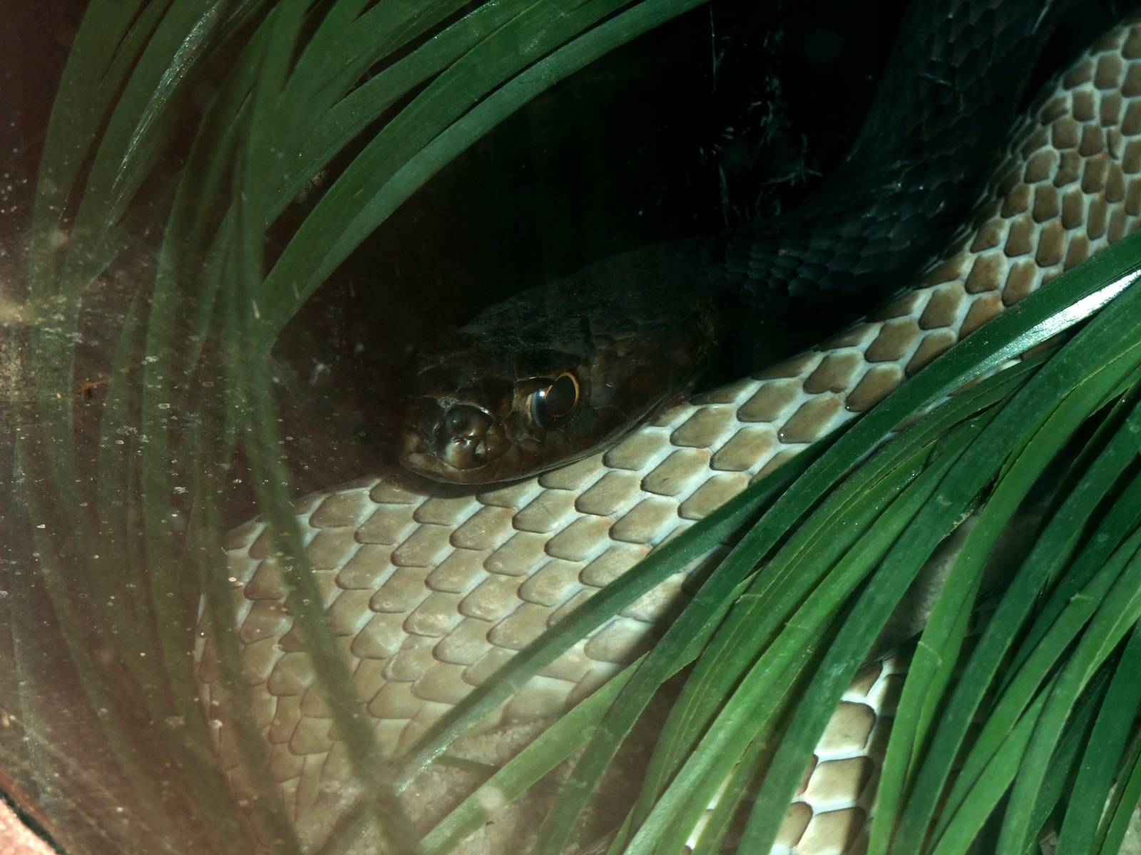 Eastern Coachwhip at St. Augustine, 11/10/13