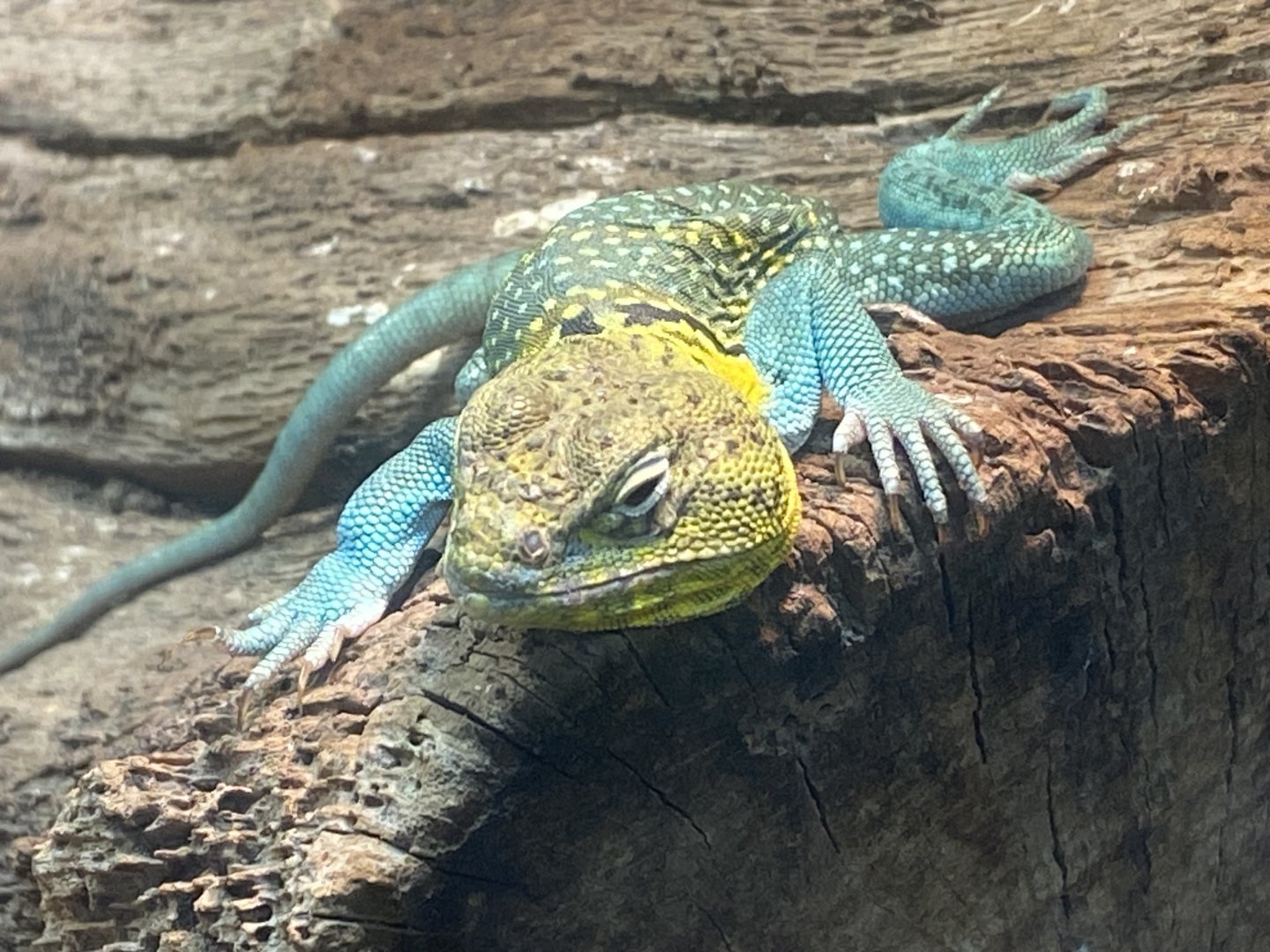 Eastern collared lizard 040324