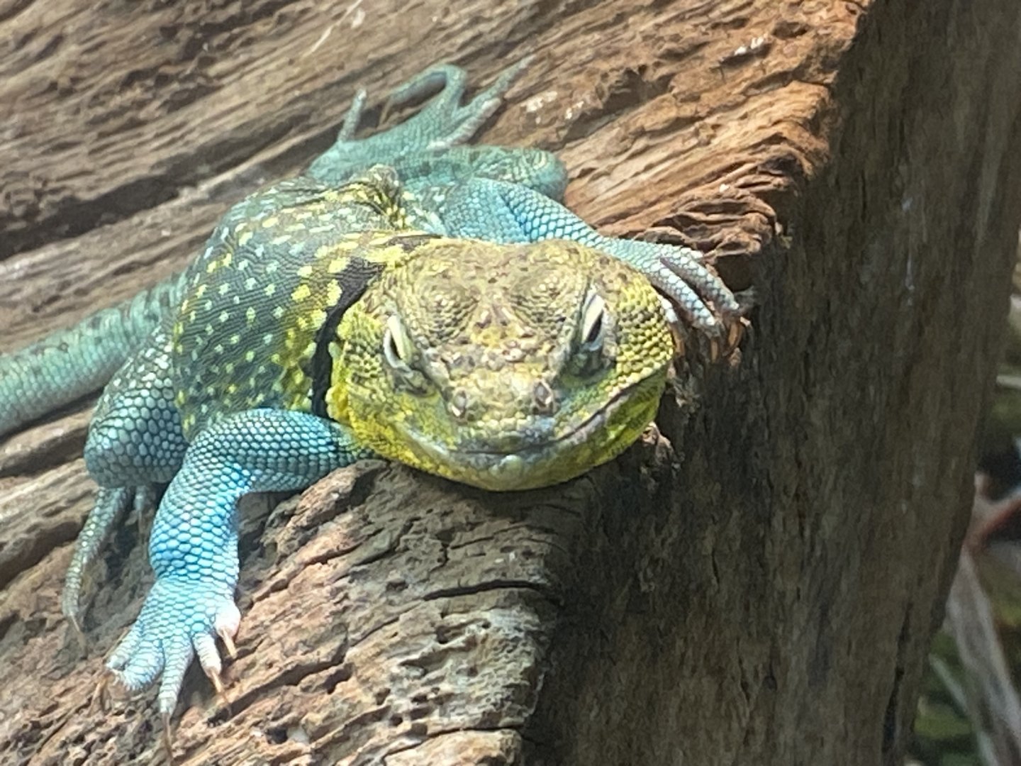 Eastern collared lizard 040324
