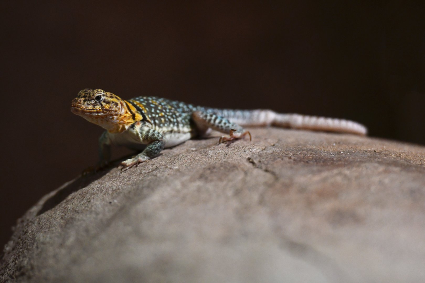 Eastern collared lizard Crotaphytus collaris collaris