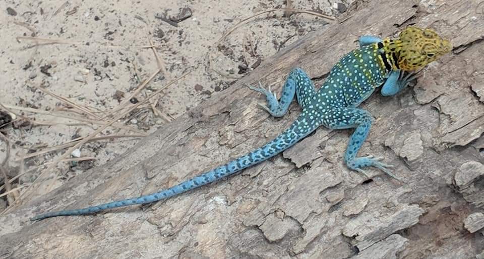 Eastern collared lizard (Crotaphytus collaris)