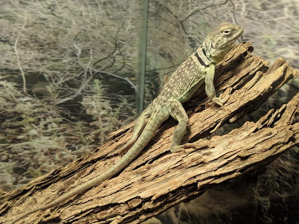 Eastern collared lizard (Crotaphytus collaris)