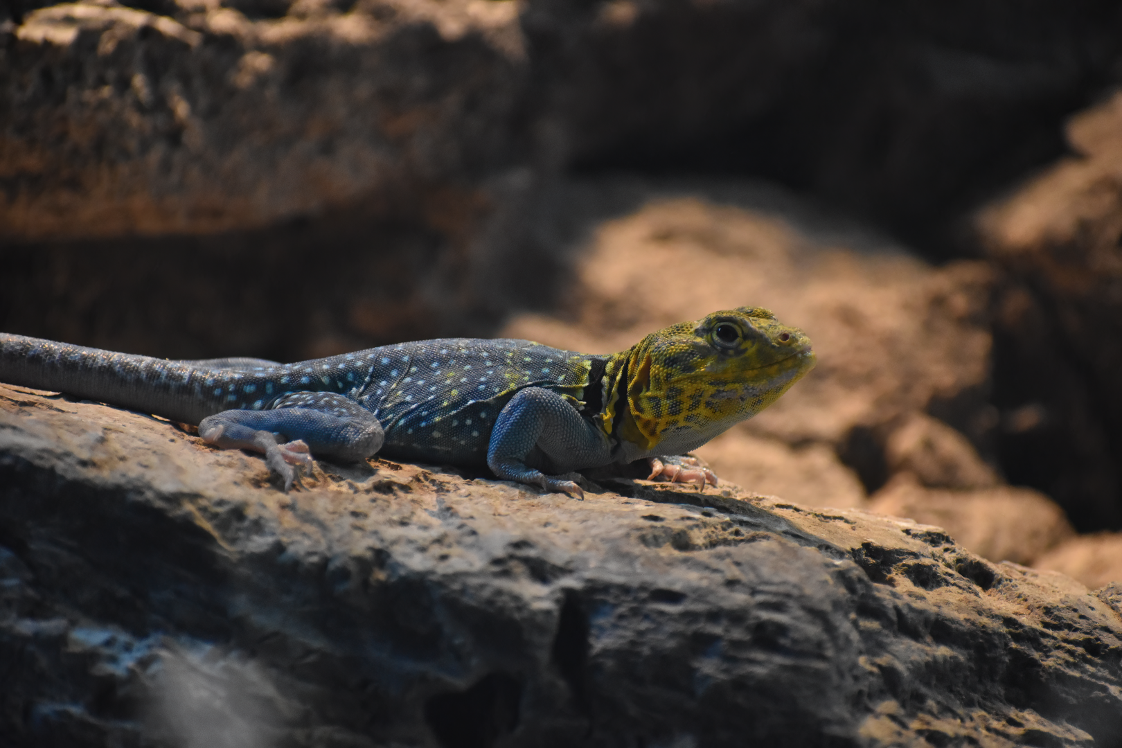 Eastern Collared Lizard (Crotaphytus collaris)