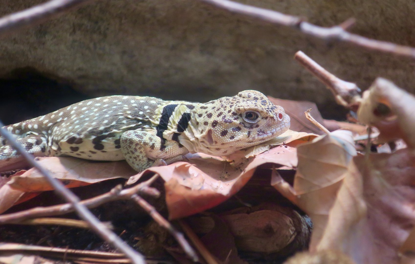 Eastern Collared Lizard (Crotaphytus collaris)
