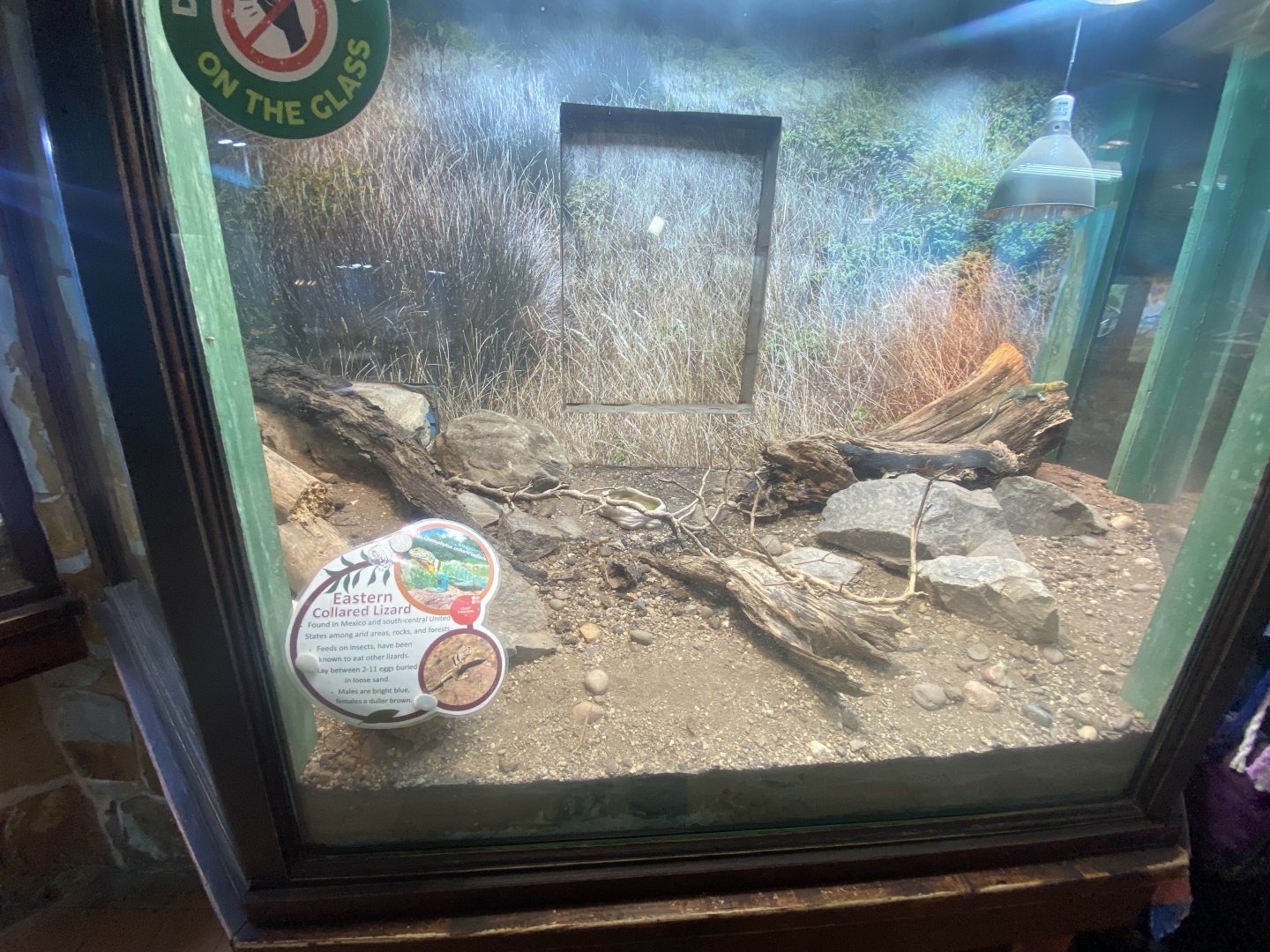 Eastern collared lizard exhibit 040324