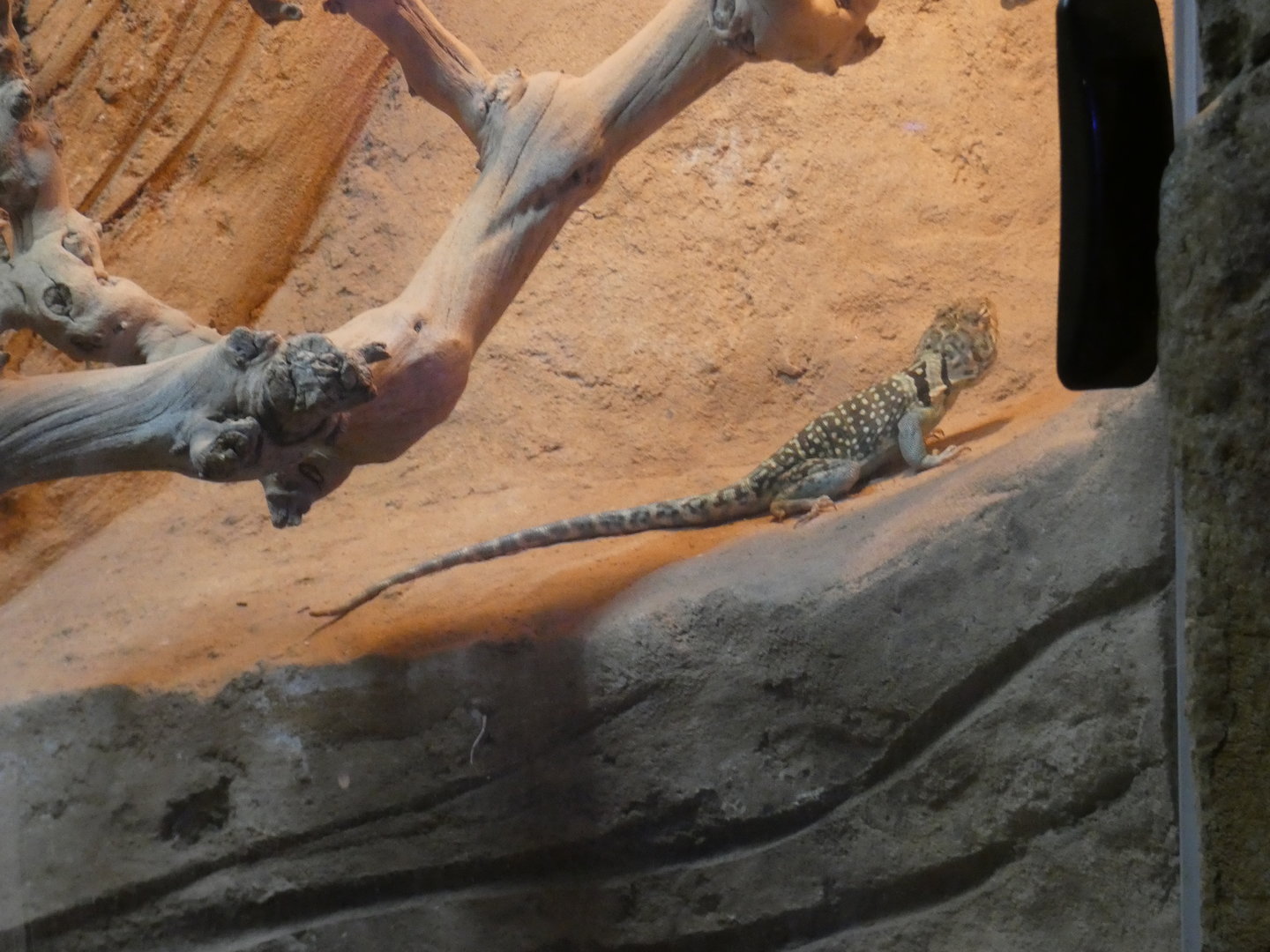 Eastern collared lizard - Skegness Aquarium
