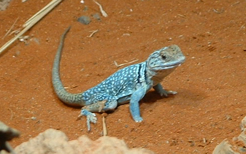 Eastern Collared Lizard