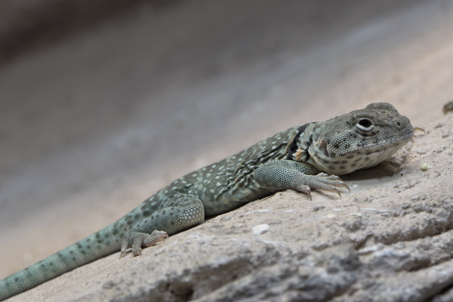 Eastern collared lizard
