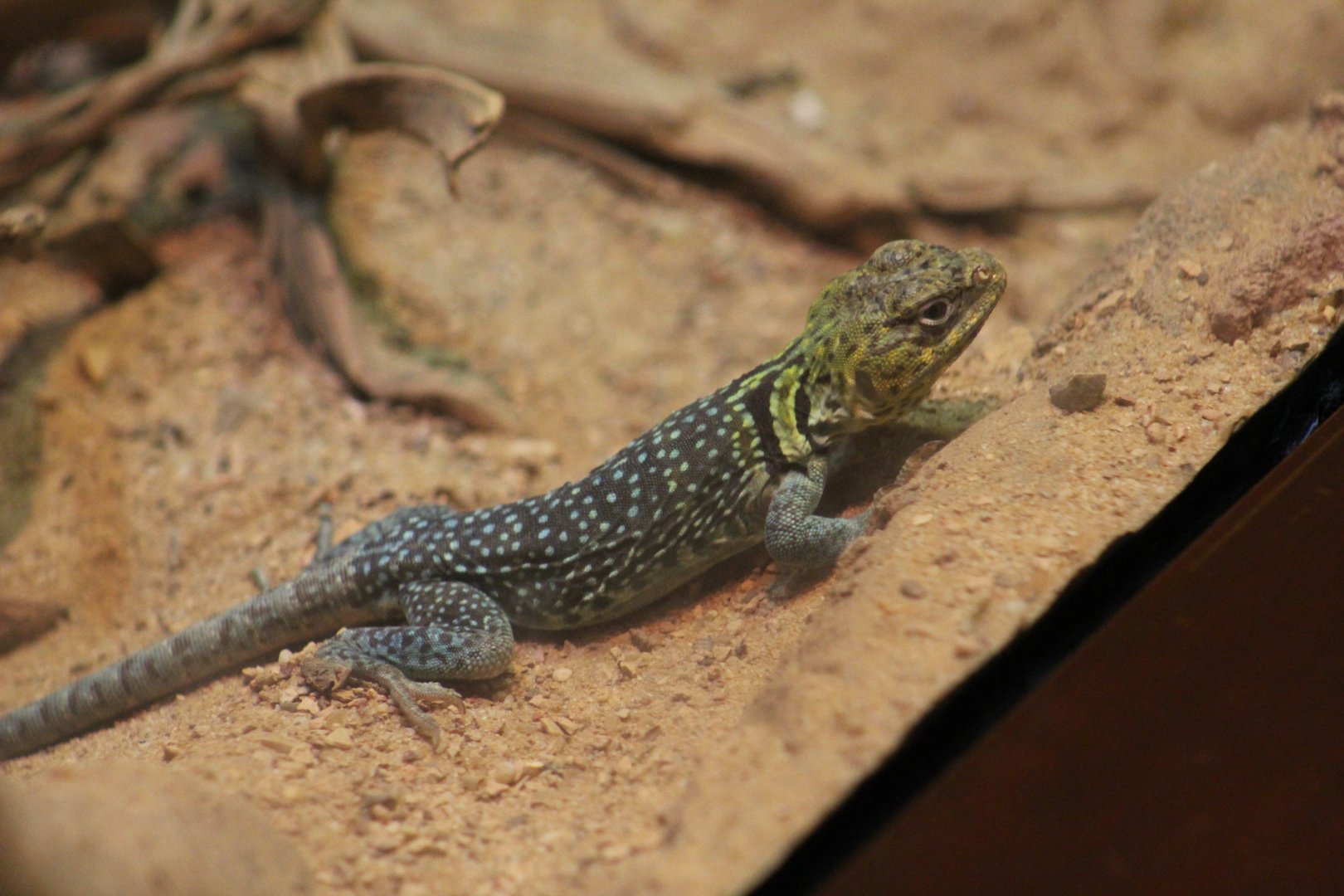Eastern Collared Lizard