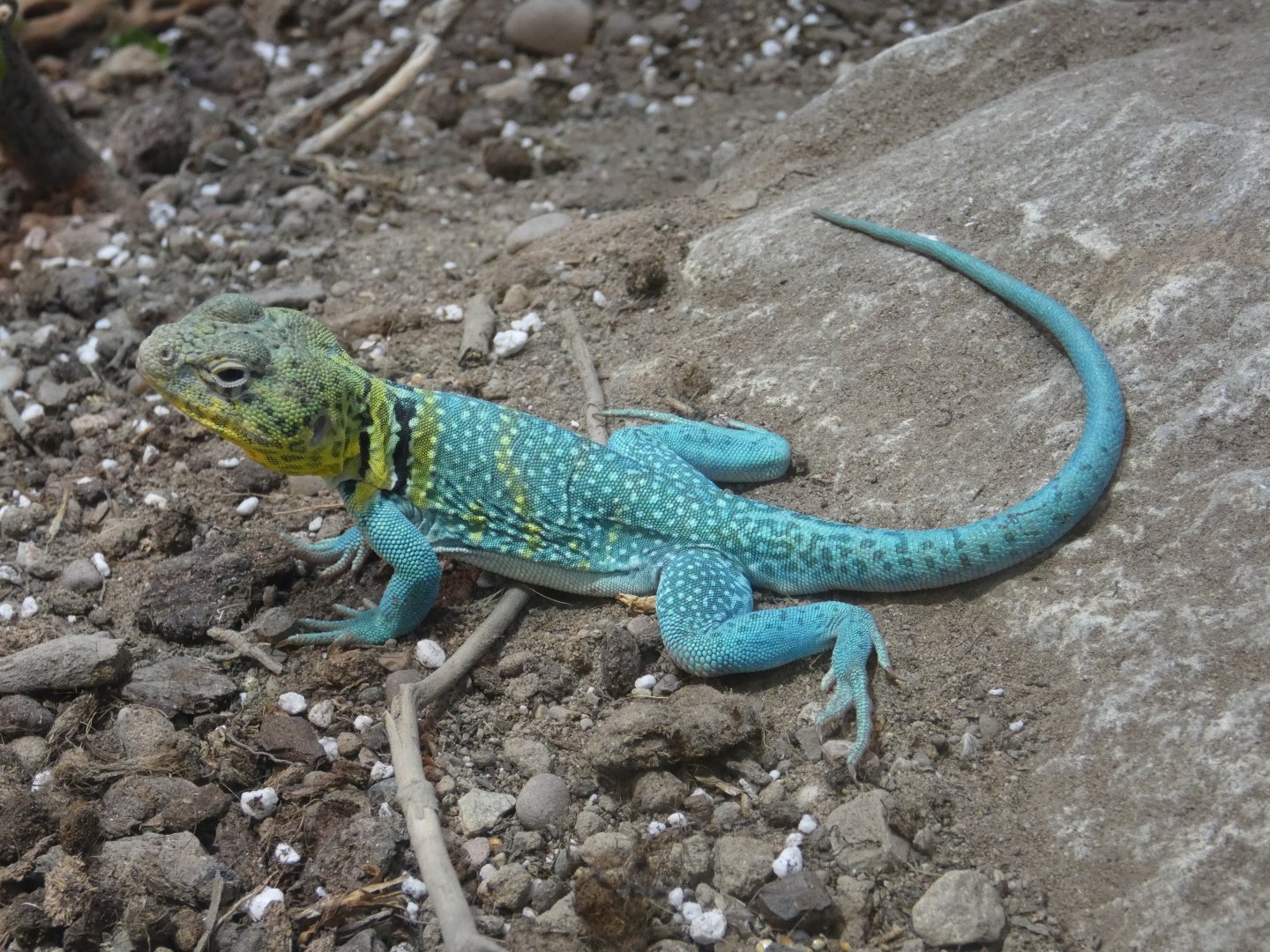 Eastern collared lizard