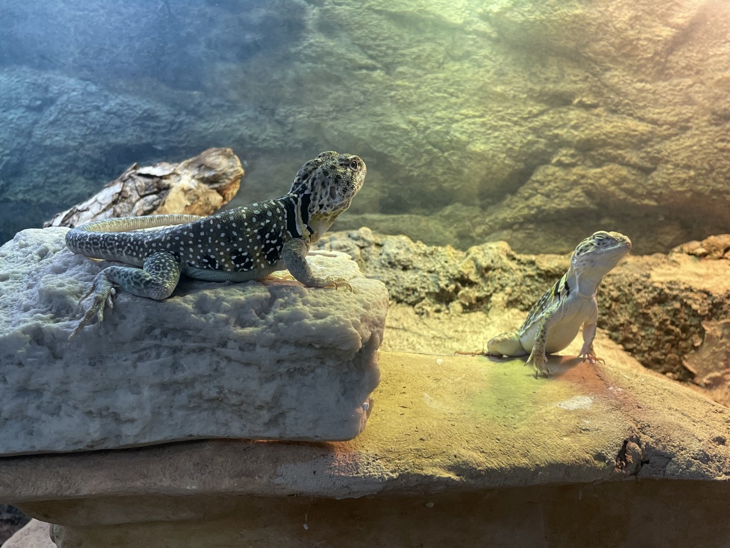 Eastern Collared Lizard