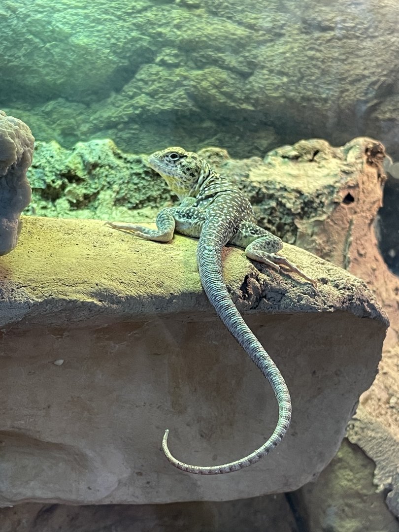 Eastern Collared Lizard