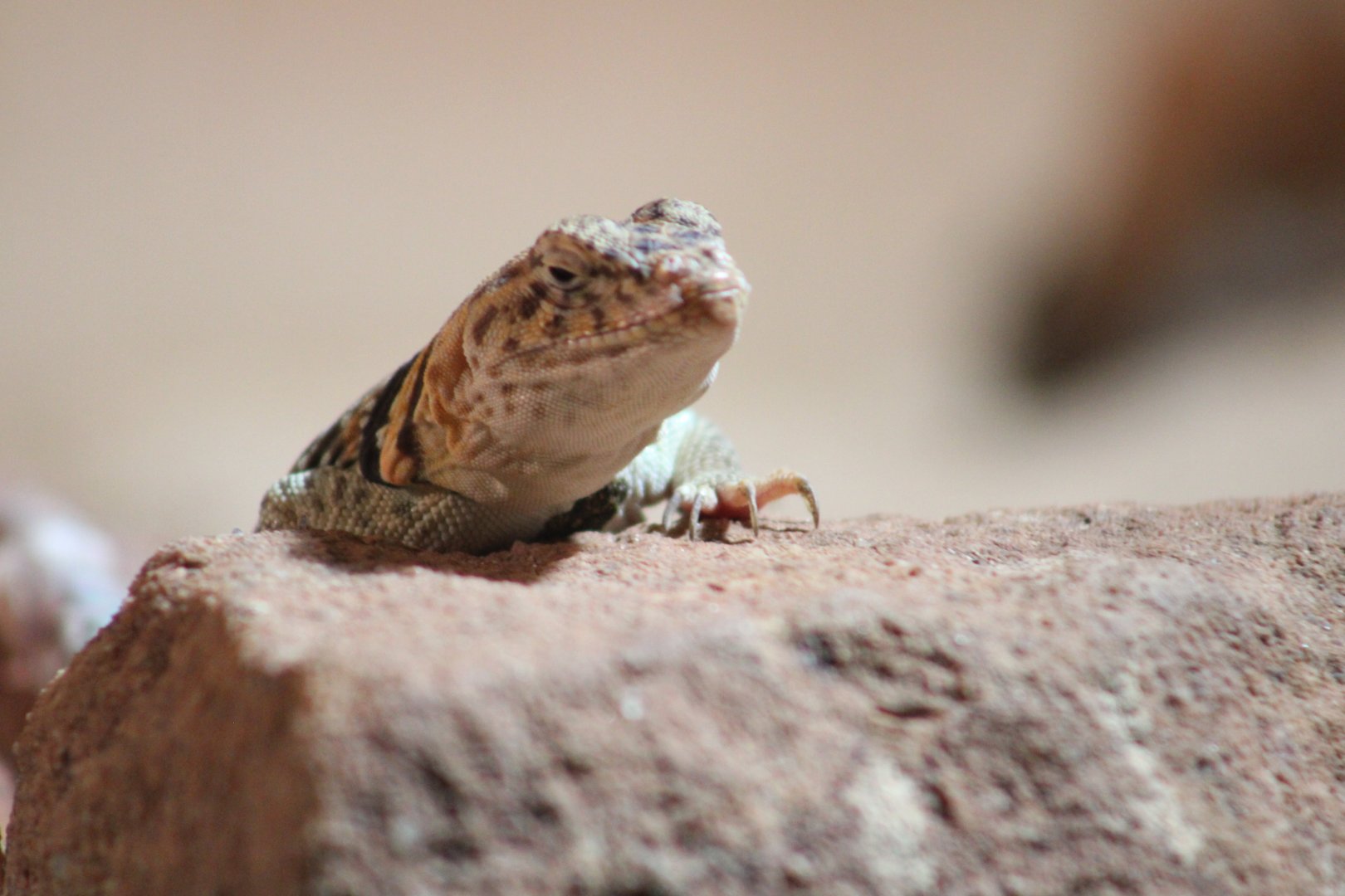 Eastern Collared Lizard