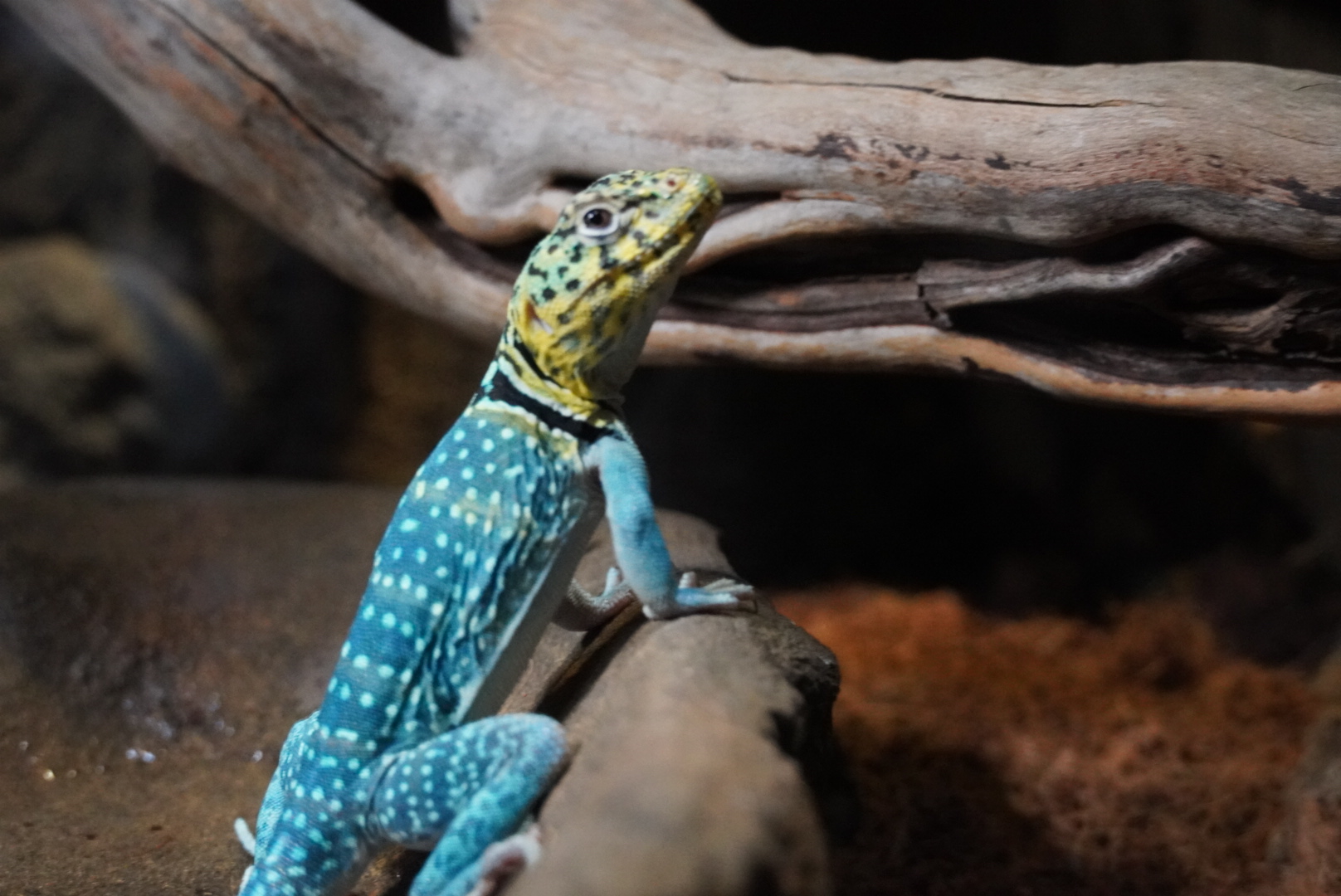 Eastern Collared Lizard