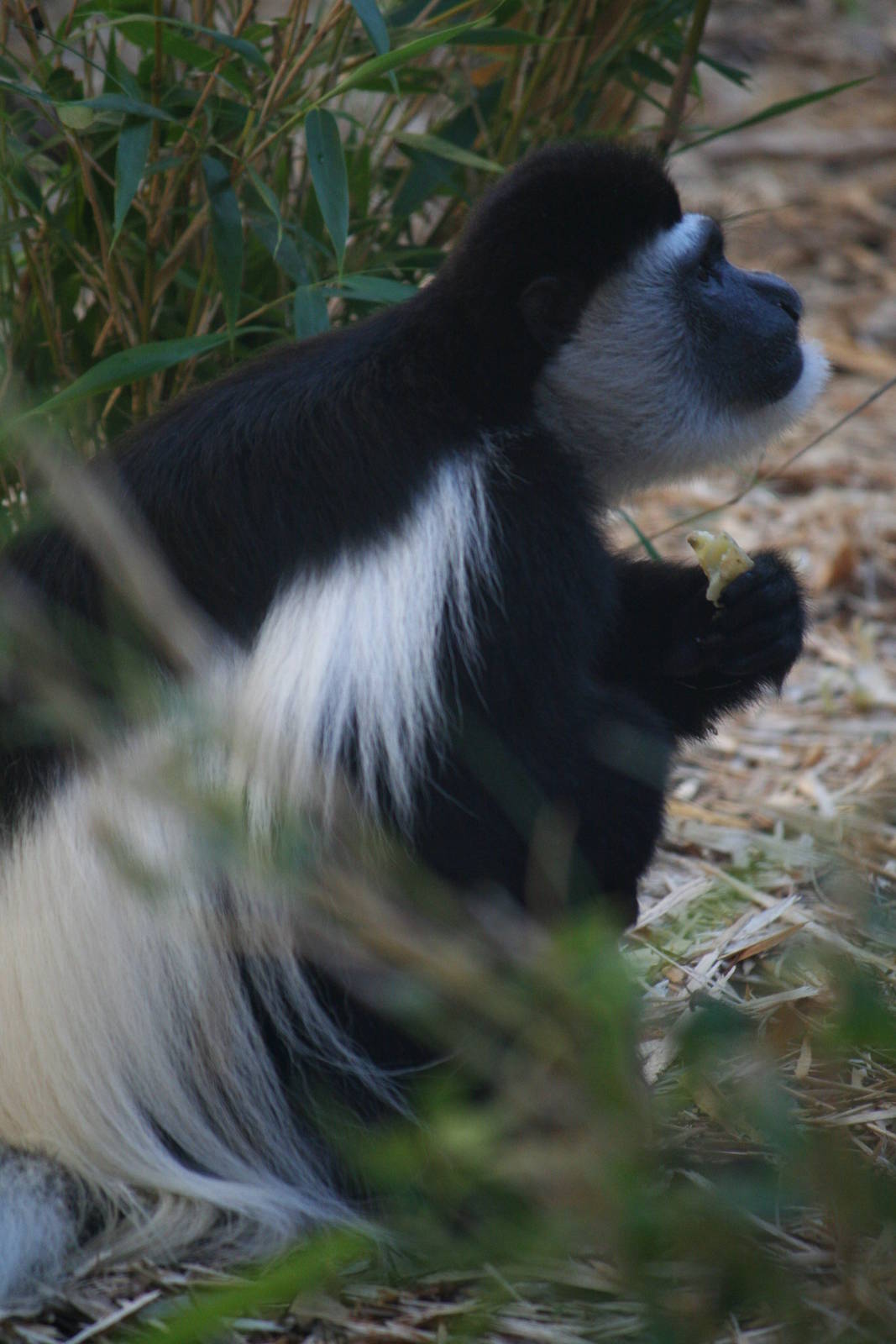 Eastern colobus, 01/10/2011