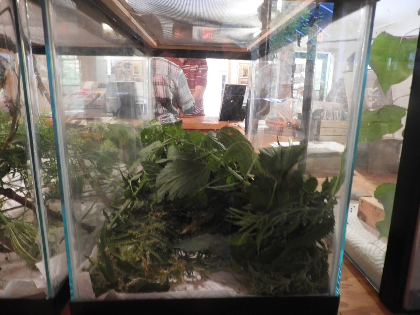 Eastern Comma/Question Mark caterpillar exhibit - Butterfly Gardens of Wisconsin