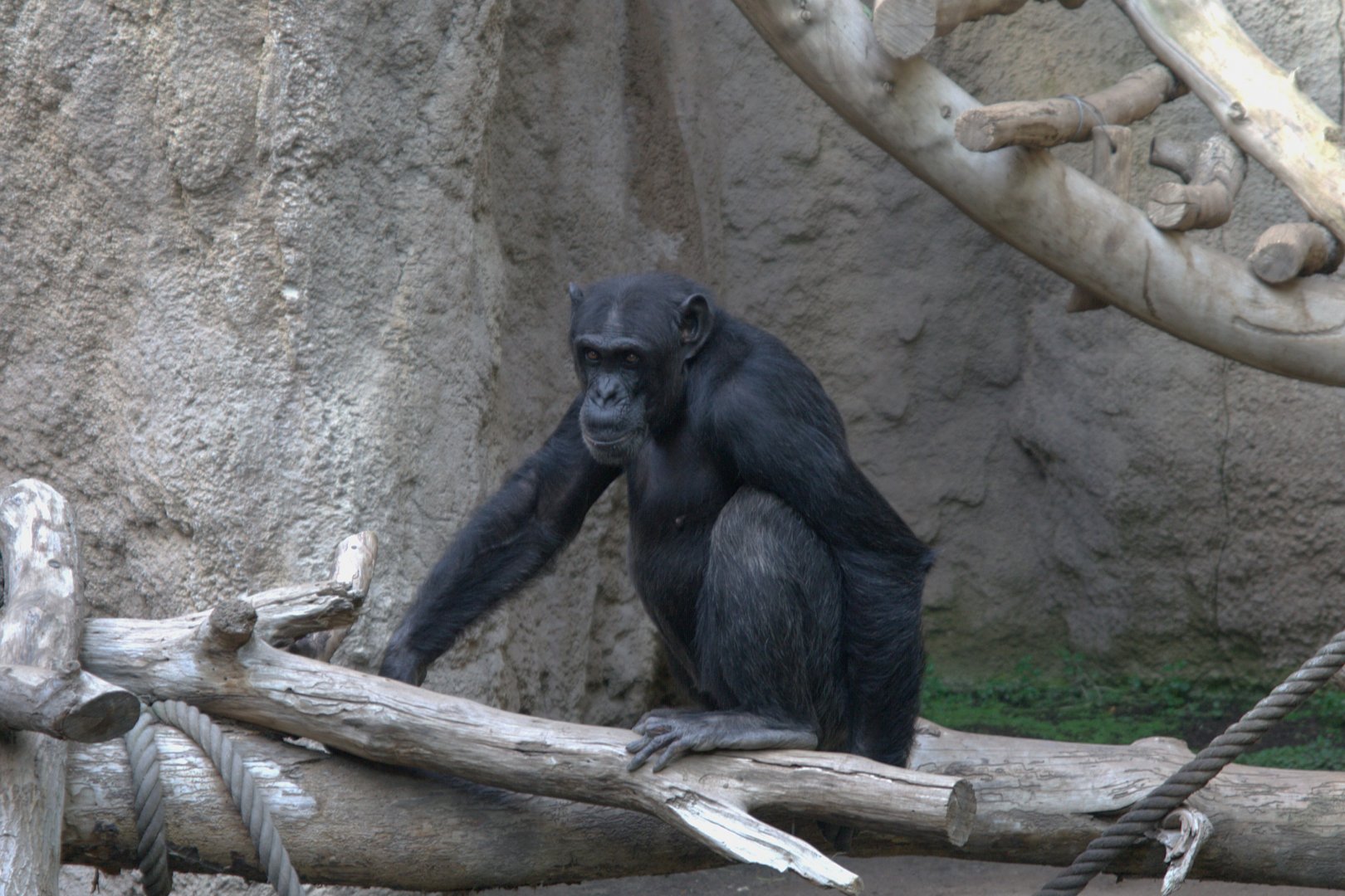 Eastern Common Chimpanzee (Pan troglodytes schweinfurthii), 15-09-25