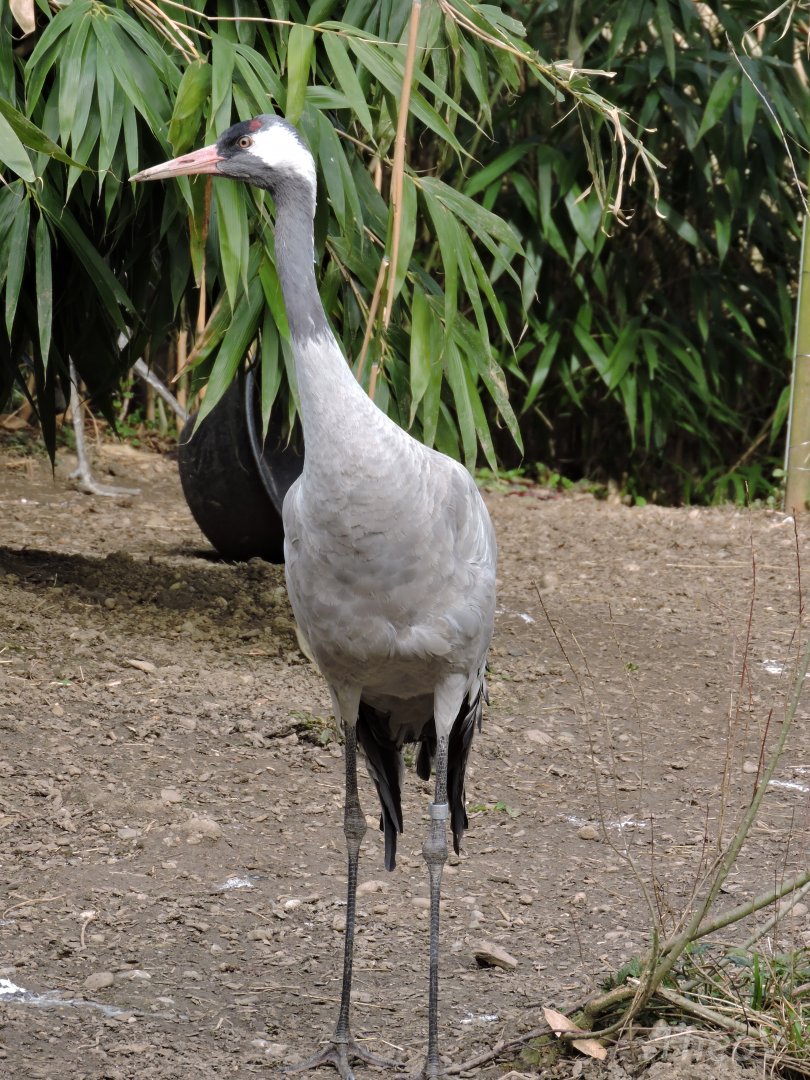 Eastern common crane [2015]